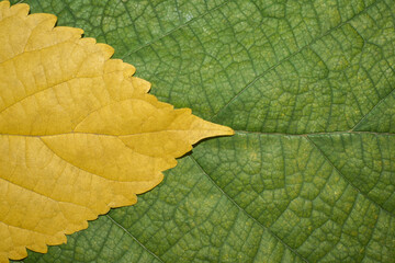 Closeup view of mulberry yellow and green leaves. Mulberry leaf isolated background.