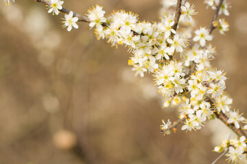 Close-up photo of white flowers on tree with blurred background.