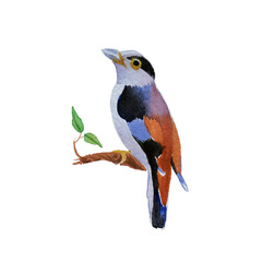 Hand drawn watercolor drawing of Silver-breasted broadbill (Serilophus lunatus) at branch on a white background