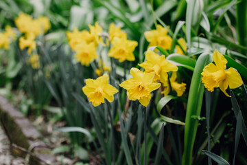 Fototapeta premium Beautiful flowers of yellow daffodil (narcissus) in a garden.