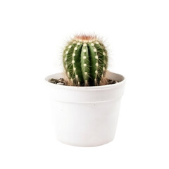 cactus in white pot isolated on white