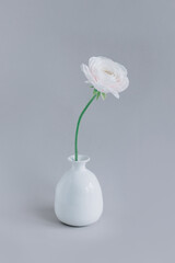 Tender Ranunculus flower in a white vase on a grey background.