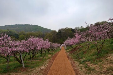 경관, 네이처, 길거리, sky, 경로, 나무, 목초, 들판, 여름, 마운튼, green, 농촌, 국가, 나무, 경작, 고개, 봄, 시골, 농장, 포도원, 나무, 구름, 길, 식물, 계곡