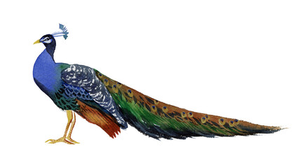 Hand drawn watercolor drawing of standing Peacock (Pavo Linnaeus) on a white background