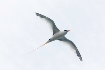 A white-tailed tropicbird (Phaethon lepturus), also known as a longtail, soars off the coast of...