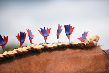 Heavy horse, shire with traditional ribbons, flights, mane roll and tail sprigs 