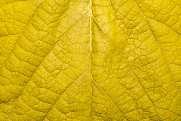 Naklejka na ściany i meble Macro view of mulberry yellow leaves texture. Closeup of mulberry yellow leaf.