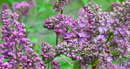 Lilac bud is just beginning to bloom in botanical garden. Purple flower in spring in natural habitat