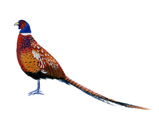 Hand drawn watercolor drawing of standing male Common pheasant (Phasianus colchicus) on a white background