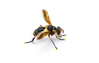 Trichopoda plumipes - a species of bristle fly in the family Tachinidae. Side profile view isolated on white background