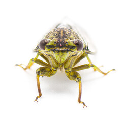 Green, grey and brown hieroglyphic cicada fly - Neocicada hieroglyphica - front view isolated on white background