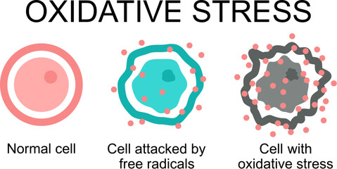 cell attacked by free radicals and cell with oxidative stress