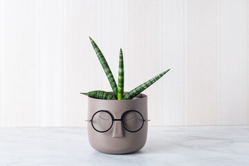 Young plant of Sansevieria in pot with bespectacled face imitating hair. Funny plant in interior. Concept: decor, care and cultivation. Lifestyle and hobby. Close up. Copy space