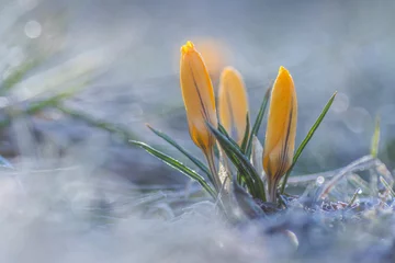 Fotobehang Krokus krokus  © R.Jaszczynski