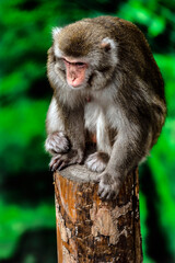 Japanese macaque female on the beam. Latin name - Macaca fuscata	
