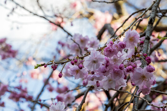 Sakura tree full bloom in Tokyo, Japan