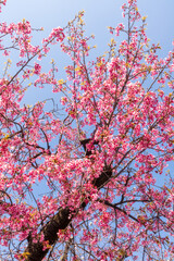 Sakura tree full bloom in Tokyo, Japan