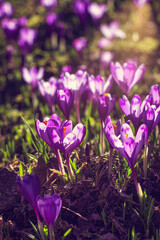 Beautiful floral background. Purple crocuses in the rays of the setting sun. Vertical.