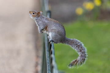 Close-up Of Squirrel On Fence