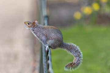 Close-up Of Squirrel On Fence