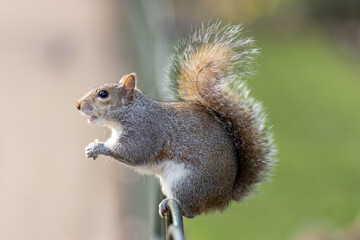 Naklejka na ściany i meble Eastern Gray Squirrel (Sciurus carolinensis) enjoys a snack