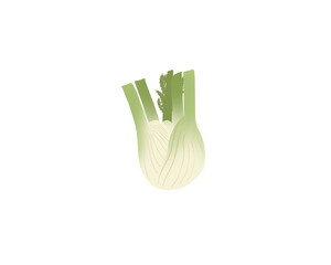 Fennel. Hand-drawn illustration of a fennel. Minimalist drawing of a vegetable. Isolated image on a transparent background.