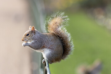 Eastern Gray Squirrel (Sciurus carolinensis) enjoys a snack