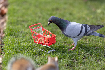 Pigeon with a Shopping cart