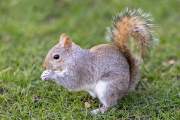 Naklejka na ściany i meble Close up of a Grey Squirrel, sciurus carolinensis, sitting in a field eating.