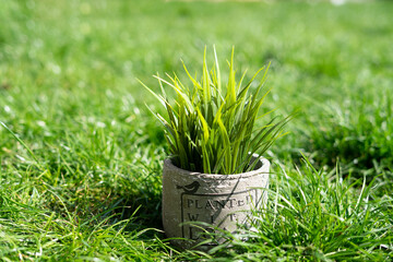 green grass in a pot