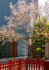 Naklejka premium Blooming Sakura on the street of Tokyo, Japan