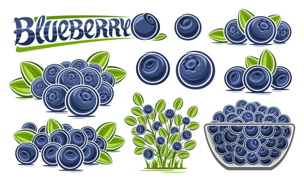 Vector Blueberry Set, lot collection of cut out illustrations berry still life composition with blue berries with green leaves, raw blueberries in glass dish, group of berry fruits and text blueberry