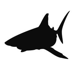 Shark silhouette. Black shark illustration.