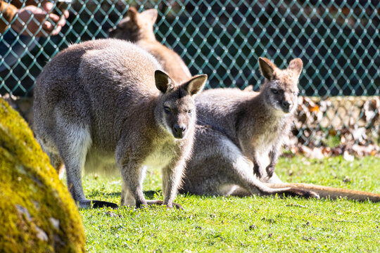 Bennett's Wallaby Family at Servion Zoo