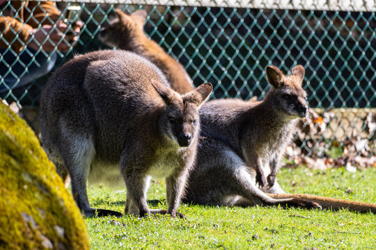 Bennett's Wallaby Family at Servion Zoo