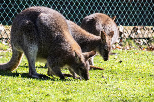 Bennett's Wallaby Family at Servion Zoo