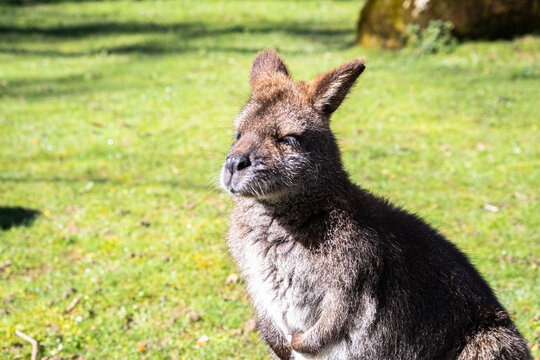 Bennett's Wallaby Family at Servion Zoo
