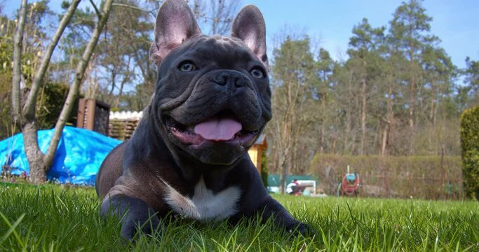 ine franz&ouml;sische Bulldogge liegt m&uuml;de auf dem Rasen und atmet Luft ein.