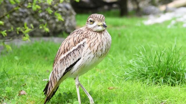 un bel uccello fissa la videocamera, un uccello su un bel prato verde in montagna, esemplare di occhione comune