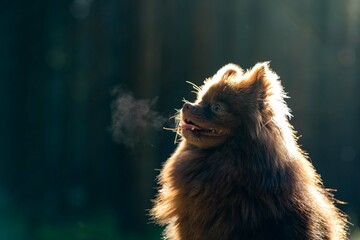 Hund Zwergspitz Spitz Klein Sonnenuntergang Haustier Welpe