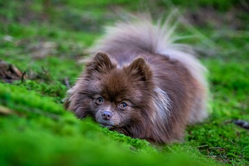 Hund Zwergspitz Spitz Klein Sonnenuntergang Haustier Welpe