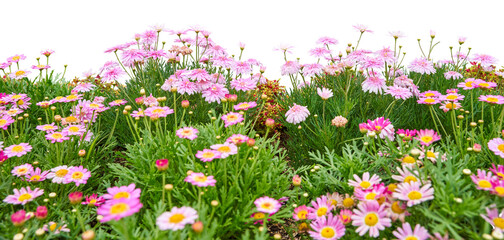Flowers in the field isolated on white. PNG file.