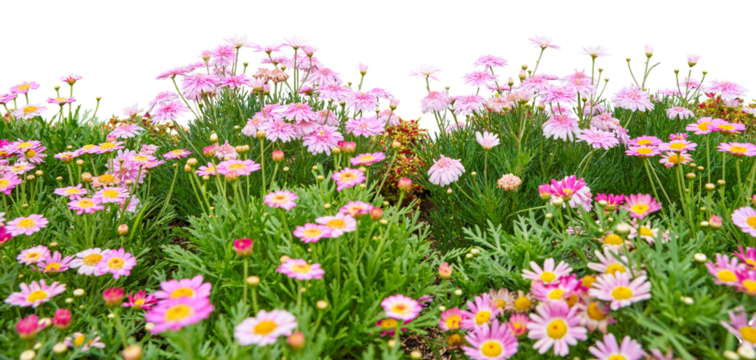 Flowers in the field isolated on white. PNG file.