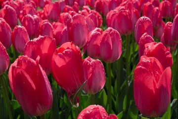 many beautiful read-pink tulips in the garden