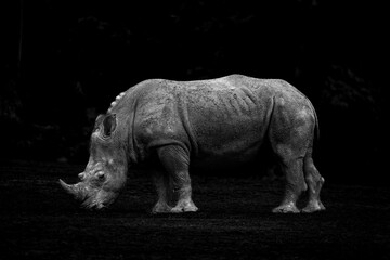 A horizontal fine art portrait of a rhino in black and white with dark background. Concept: Dangerous beauty. Dangerous wildlife