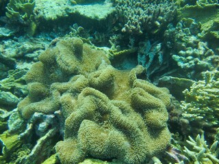 Naklejka na ściany i meble Close-up view of coral reefs on the beach