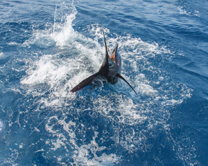 Marine wild sailfish in splashes of water is trying to free itself from the hook.