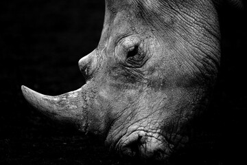 A closeup fine art portrait of a rhino in black and white with dark background. Concept: Dangerous beauty. Dangerous wildlife - obrazy, fototapety, plakaty