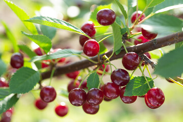 Ripe red cherries on a tree in a garden