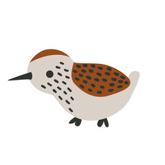 Bird Lapwing illustration